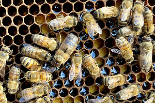 Stage d'apiculture à Chevannes (45)