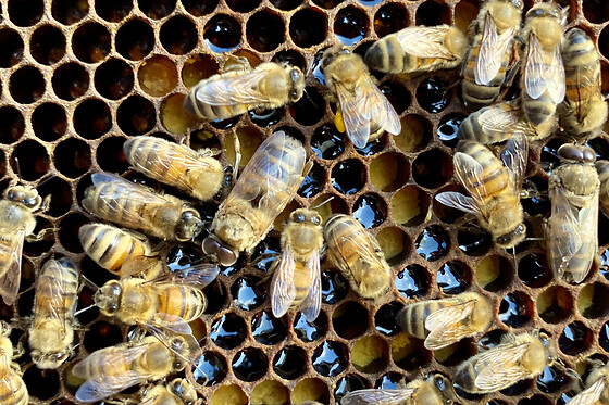 Stage d'apiculture à Chevannes (45)