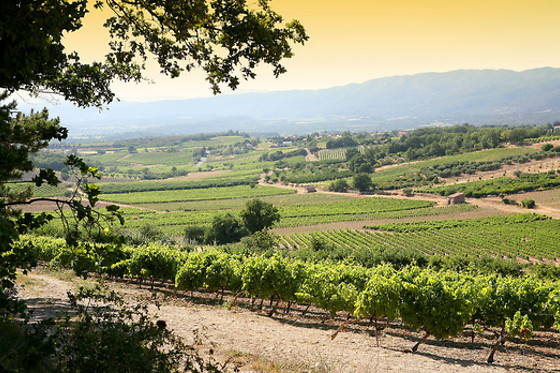 Atelier d'oenologie pour 2 chez les Vignerons du Mont Ventoux à Bedoin (84)