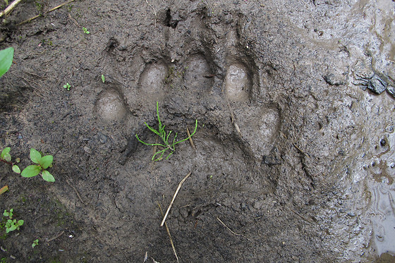 Pays de l'Ours - Adet - photo 1