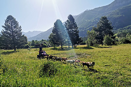 Passion Traîneau