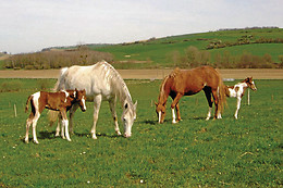 La Ferme du Vallon