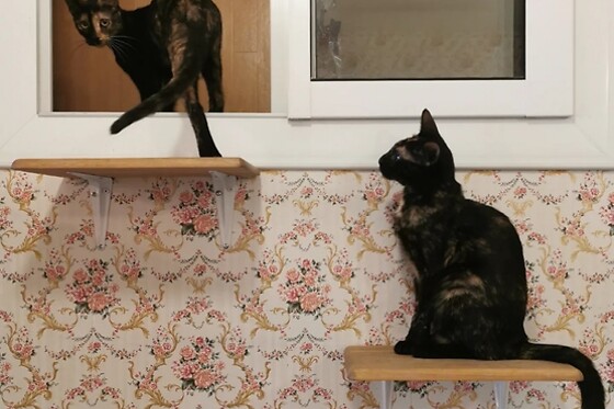 Les ronrons des chartrons - photo 3