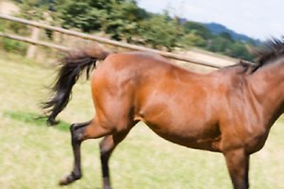 Centre Equestre les Onglous - photo 7