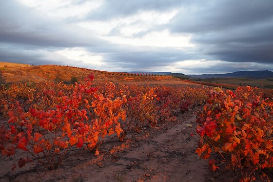 BODEGA SAN ESTEBAN - photo 0