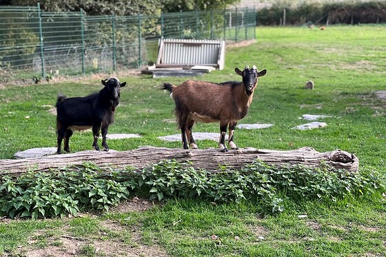 Les roulottes de kuzco - photo 7