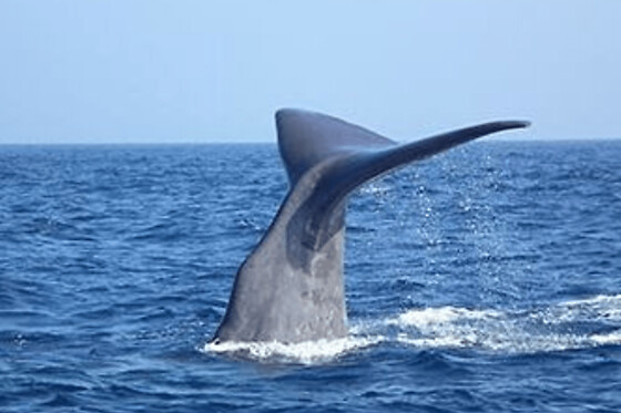 Rencontre avec les Dauphins et Baleines en bateau depuis Bandol