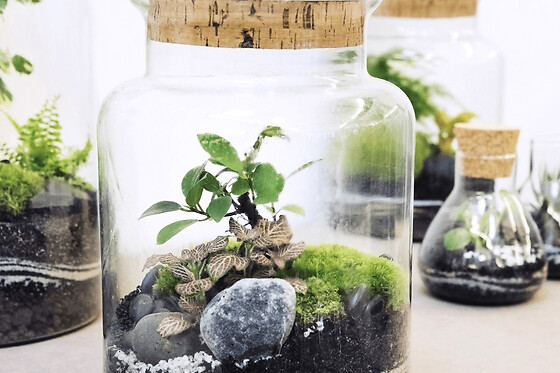 Atelier terrarium moyen proche de Strasbourg (67)