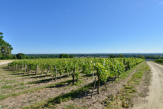 Langlois - photo 3