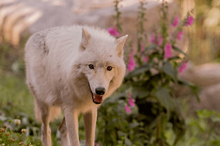 Billet pour le Parc animalier de Courzieu (69)