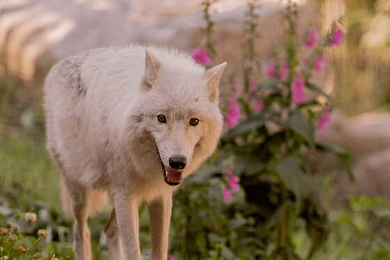 Billet pour le Parc animalier de Courzieu (69)