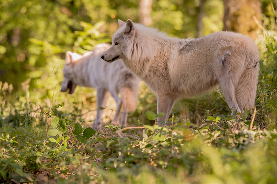 Billet pour le Parc animalier de Courzieu (69)
