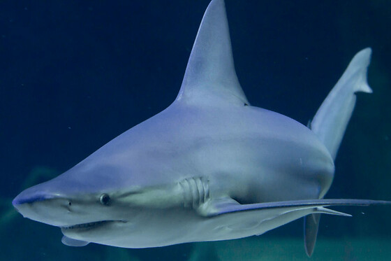 Billet coupe-file pour Le Seaquarium (30)