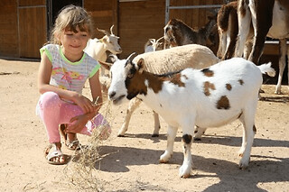 Billet pour le Parc Saint Léger Parc Animalier (60)