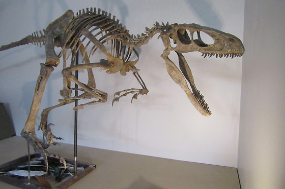 Muséum de l'Ardèche - photo 2