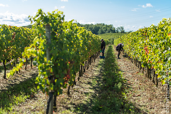 Cave des Vignerons de Saint-Sardos - photo 0
